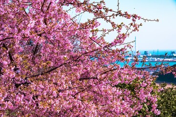 豊前の河津桜