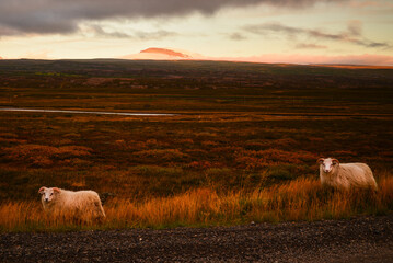 Icelandic sheep roaming the fields at sunset, on the road between Egilsstaðir and Bakkagerdi, East Fjords, Iceland