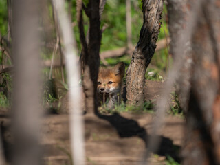 Wild and free fox cub playing around his den