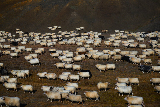 A big flock of Icelandic sheep moving through the volcanic landscape around Krafla during the r&eacute;ttir, the annual nationwide september sheep round-up, Route 1, northern Iceland