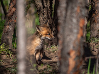 Naklejka na ściany i meble Wild and free fox cub playing around his den