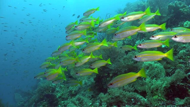 Shoal of Snappers swimming over tropical coral reef