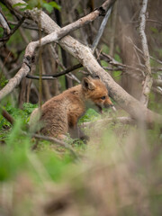 Wild and free fox cub playing around his den