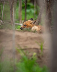 Wild and free fox cub playing around his den