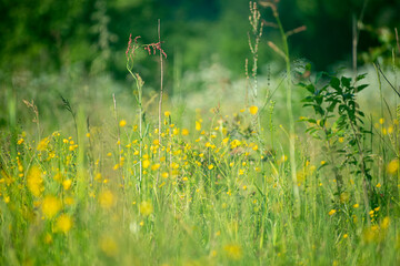 Green meadow with many small flowers. Wild lush plants in summer. Bright colors, delicate petals of buttercups. Selective focus on the details, blurred background.