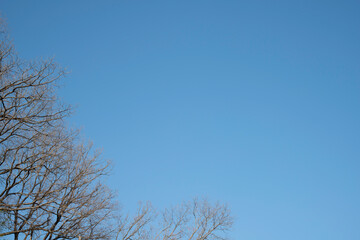 Fototapeta na wymiar 冬の青い空と木立