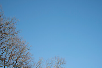 冬の青い空と木立