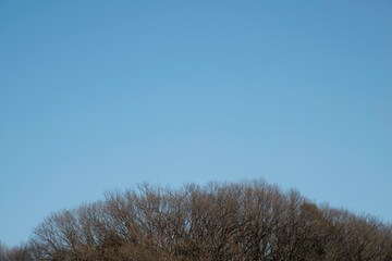 冬の青い空と木立