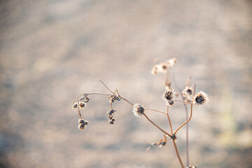 冬の枯れ草