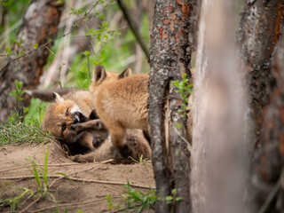 Fototapeta premium Wild and free fox cubs playing around their den