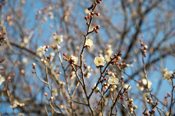 早春に咲く白梅