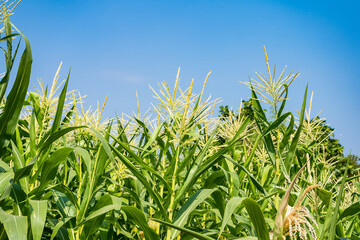 Closeup of cornfield with corn ear and silk growing on cornstalk. Concept of crop health, pollination and fertilization - obrazy, fototapety, plakaty