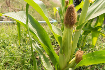 Obraz premium Closeup of cornfield with corn ear and silk growing on cornstalk. Concept of crop health, pollination and fertilization
