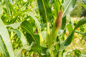 Closeup of cornfield with corn ear and silk growing on cornstalk. Concept of crop health, pollination and fertilization - obrazy, fototapety, plakaty