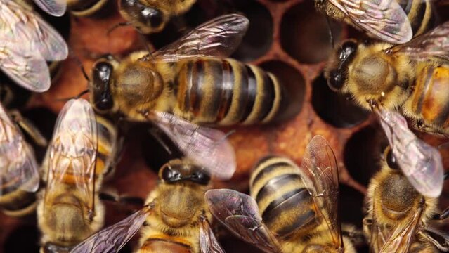 Honeybees on their honeycomb close up views. A honey bee colony, beehive, beekeeping