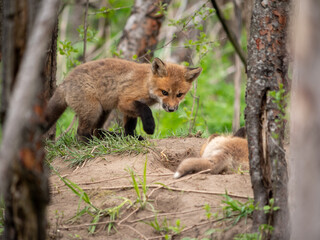 Naklejka na ściany i meble Wild and free fox cubs playing around their den
