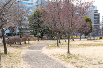 冬の公園のカーブする散歩道