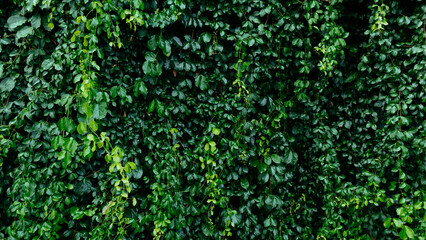 green leaves hanging, natural wall