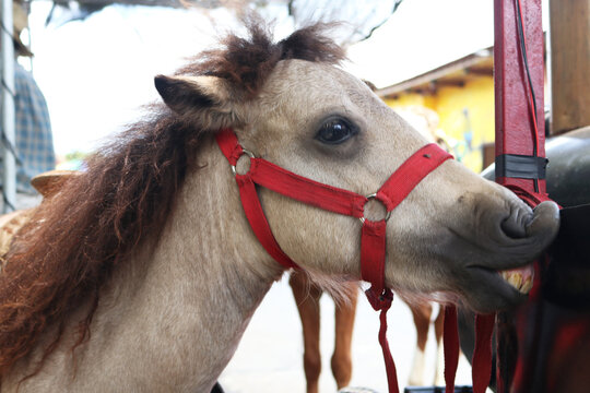 Pony