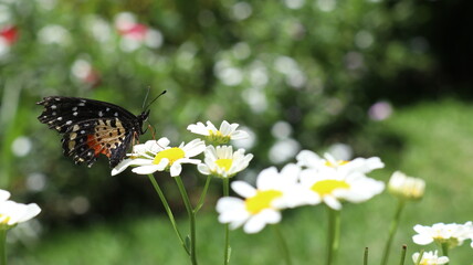 Margaritas y mariposa