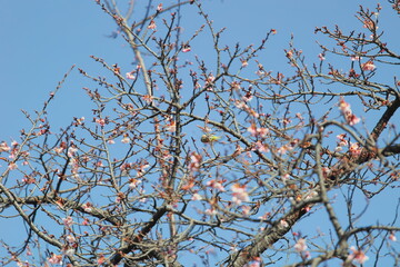メジロと早春の桜
