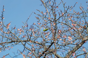 メジロと早春の桜
