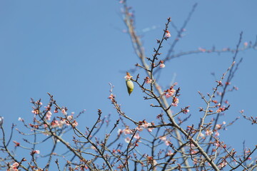 メジロと早春の桜
