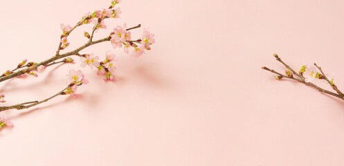 Cherry blossom background material. Cherry blossoms on pink background. 桜の背景素材。ピンク背景上の桜の花