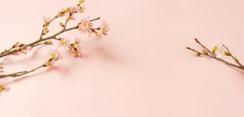 Fotobehang Cherry blossom background material. Cherry blossoms on pink background. 桜の背景素材。ピンク背景上の桜の花 © Kana Design Image