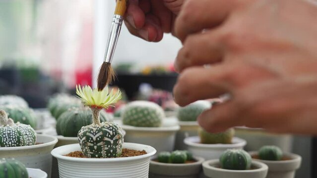 Image of hands pollinating cactus flower with a brush. Pollination Astrophytum asterias nudum cactus flower, view of hand and forcep mixed pollen into yellow flower of Astrophytum asterias nudum cactu