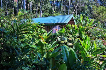 Obraz premium Roof of the bungalow in tropical rainforest in Costa Rica