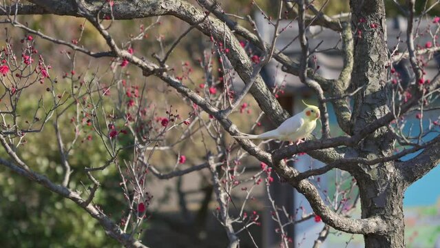 Yellow parakeet on a blooming plum tree with red flowers.