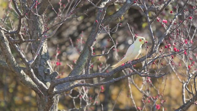 Yellow parakeet bird on a blooming plum tree with red flowers.