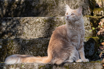 Naklejka na ściany i meble Kleine Katze Maine Coon entdeckt die Welt