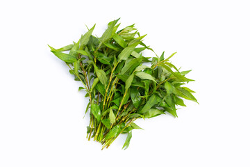 Vietnamese coriander leaves on white background.