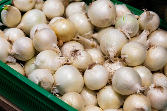 Fresh onion bulbs for sale on display at farmer market..