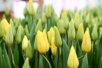 Blooming yellow tulips.Creative natural background.Spring concept,gardening.Women's and Mother's Day.Selective focus.