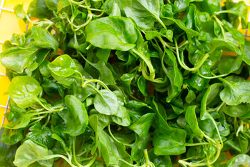 Fresh watercress on yellow background