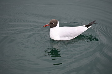 Laughing gull, bird, red beak