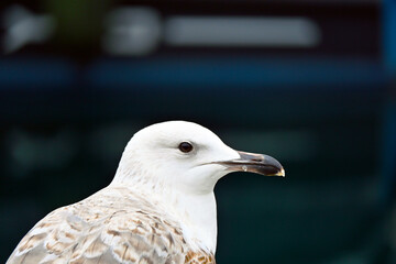 Dull-eyed seagull