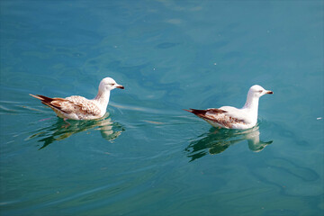 Family Bird