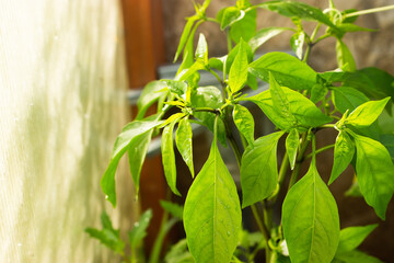 pepper plant in the greenhouse
