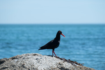 oyster catcher stands on a rock