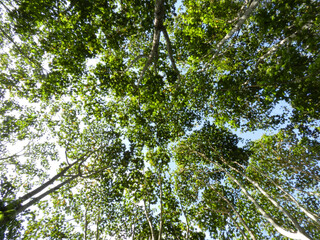 Jungle canopy with upward view 