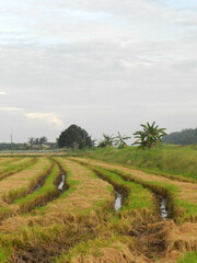 Fototapeta na wymiar Rice paddy field harvest at Asia