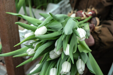 Obraz premium A greenhouse worker cuts white tulips in the greenhouse for sale.Small business.Spring concept,gardening.Women's and Mother's Day.Hands close up,selective focus.