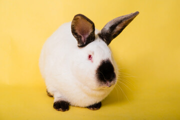 White rabbit with a black nose on a plain yellow background. Symbol of the year. Black and white hare.