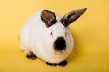 White rabbit with a black nose on a plain yellow background. Symbol of the year. Black and white...