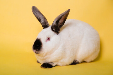 White rabbit with a black nose on a plain yellow background. Symbol of the year. Black and white hare.