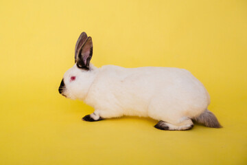White rabbit with a black nose on a plain yellow background. Symbol of the year. Black and white hare.